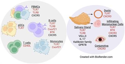 Sex-specific differences in primary Sjögren's disease